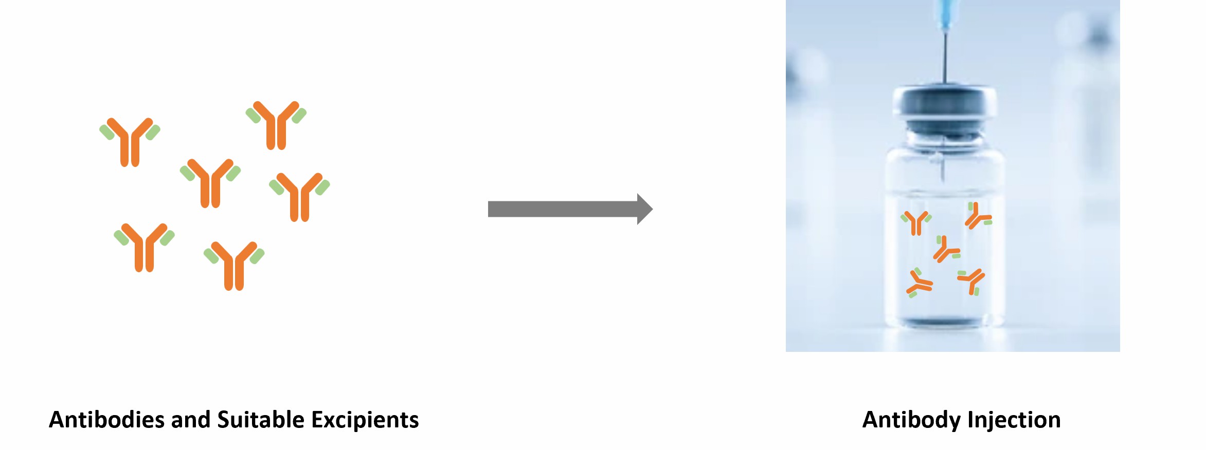 Antibody Injection Development