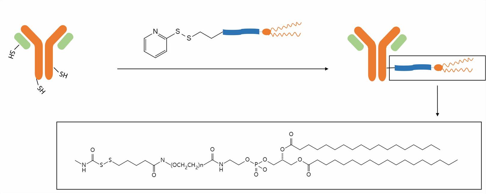 Non-covalent attachment of antibody and liposome - CD Formulation