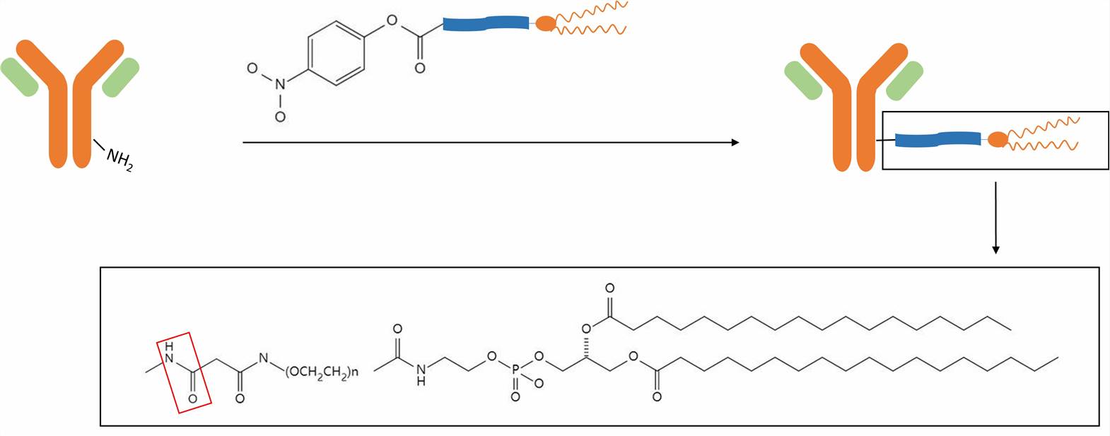 Covalent attachment of antibody and liposome - CD Formulation