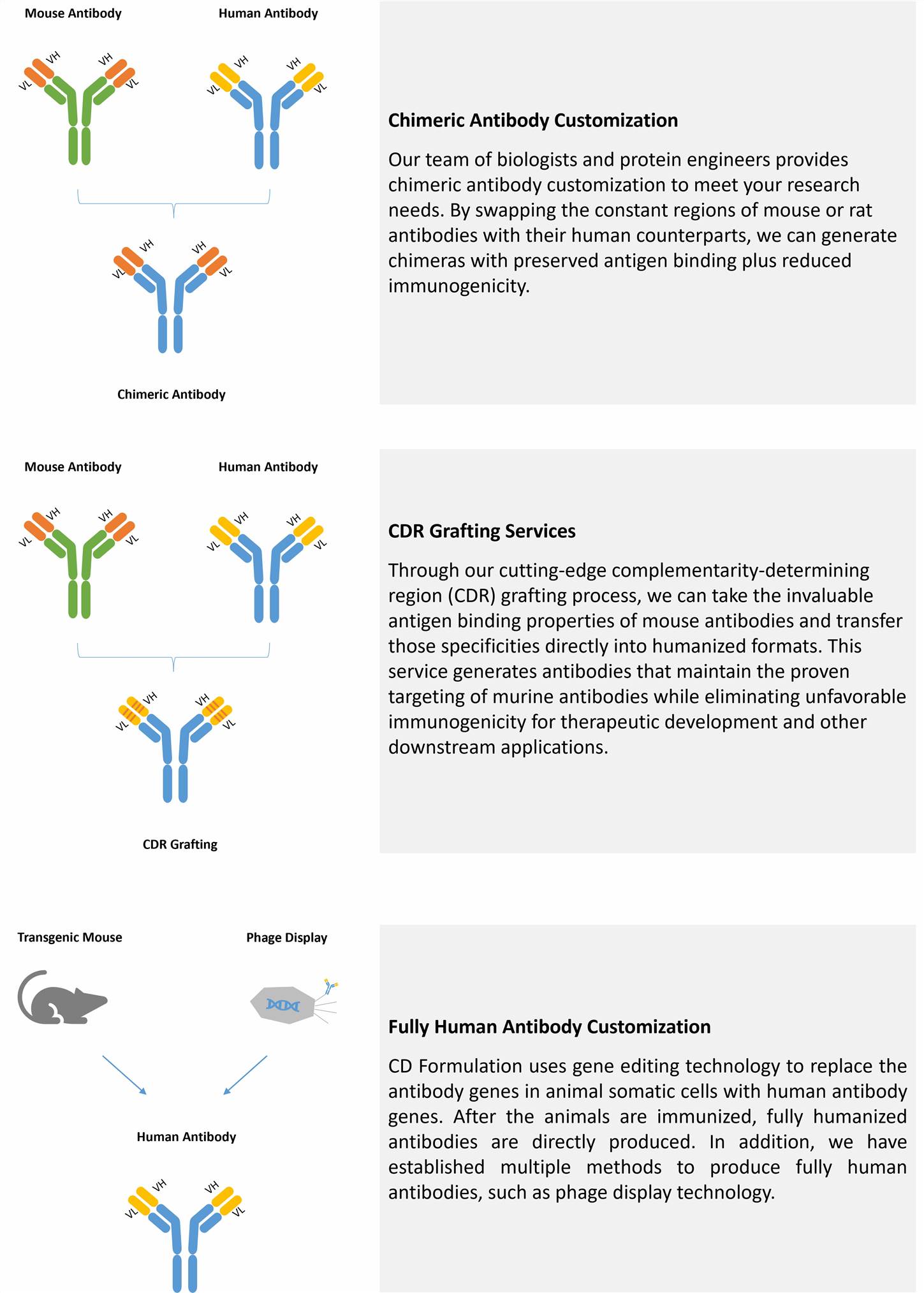 Types of Antibody Humanization Services – CD Formulation