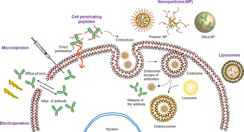 Delivery systems for antibodies and their mechanisms of cellular entry