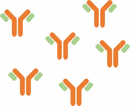 Antibody Expression and Purification – CD Formulation