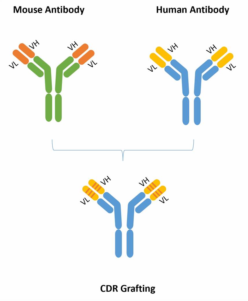 Antibody Humanization Service – CD Formulation