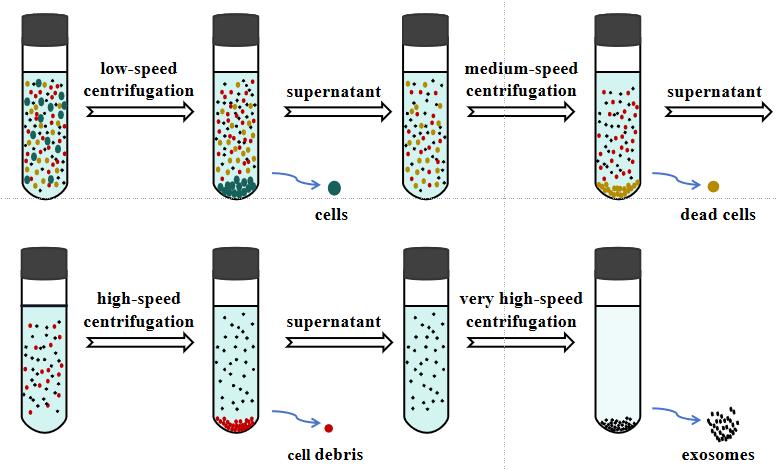 Fig.1 Schematic diagram of isolation and purification of exosome based on differential ultracentrifugation.