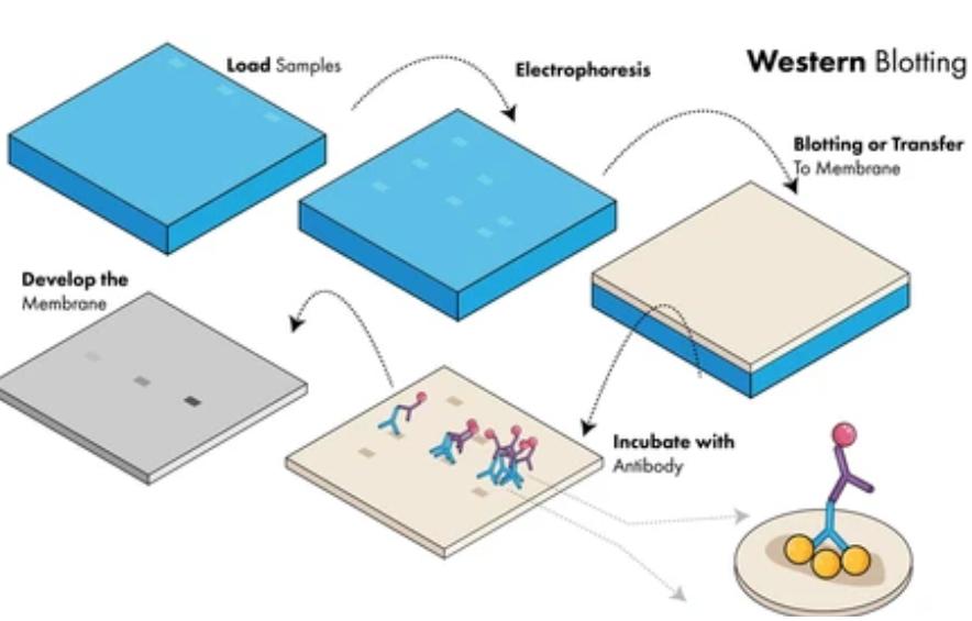 The Principle of Western Blotting (WB)