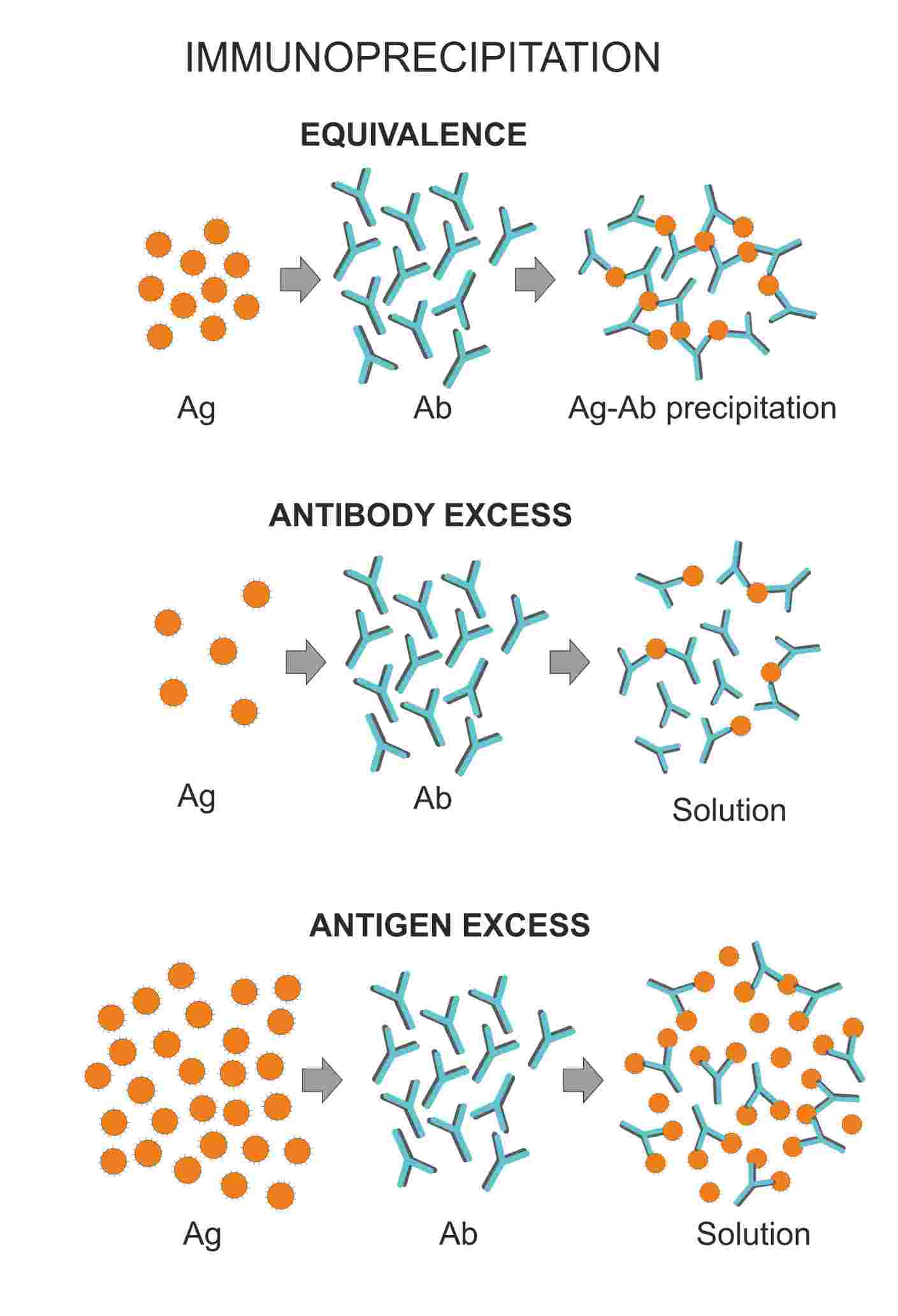 Fig.1 Schematic diagram of immunoprecipitation.