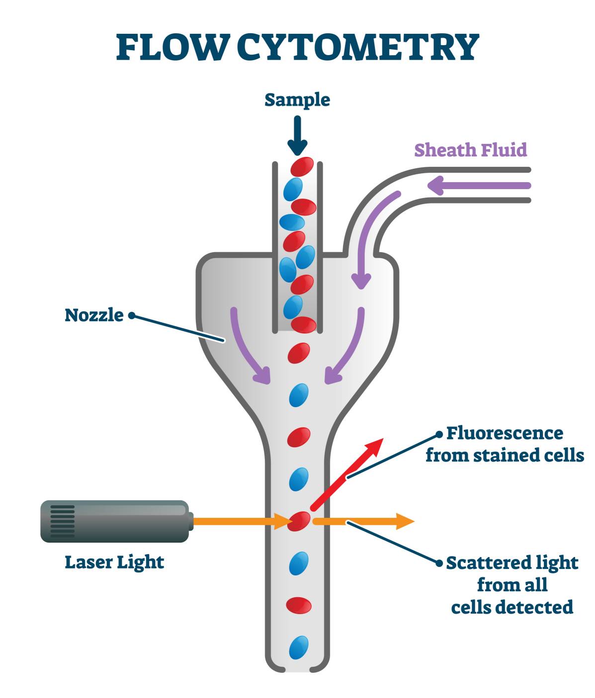 Fig.1 Flow cytometry vector illustration.