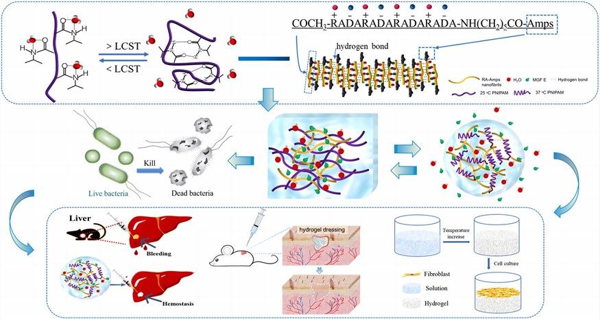 Hydrogel with a self-assembled peptide coupled with an antimicrobial peptide
