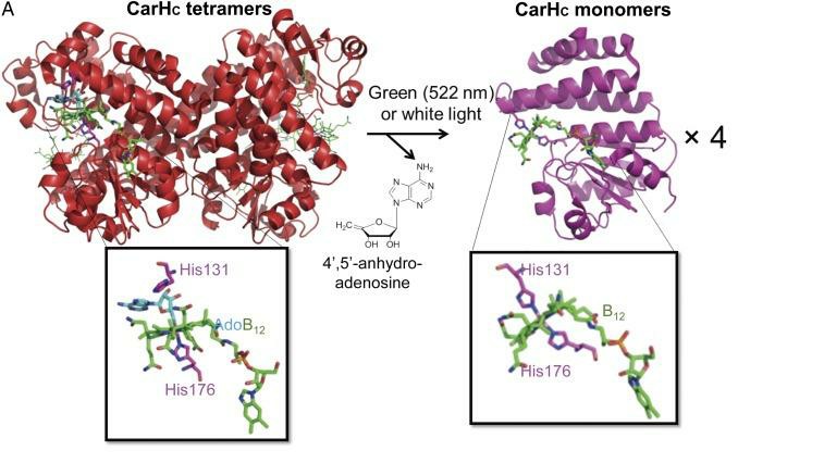 Response mechanism of protein-based photosensitive hydrogels