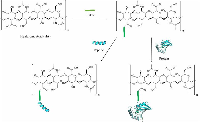 Peptide & Protein HA Conjugation System Development – CD Formulation