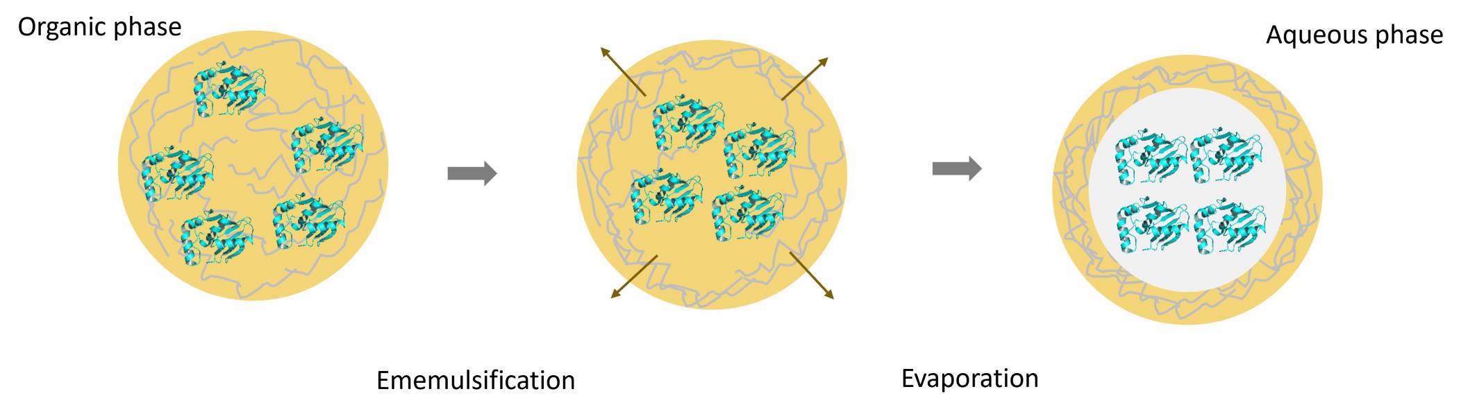 Preparation of protein nanocapsules by emulsion diffusion/evaporation method – CD Formulation
