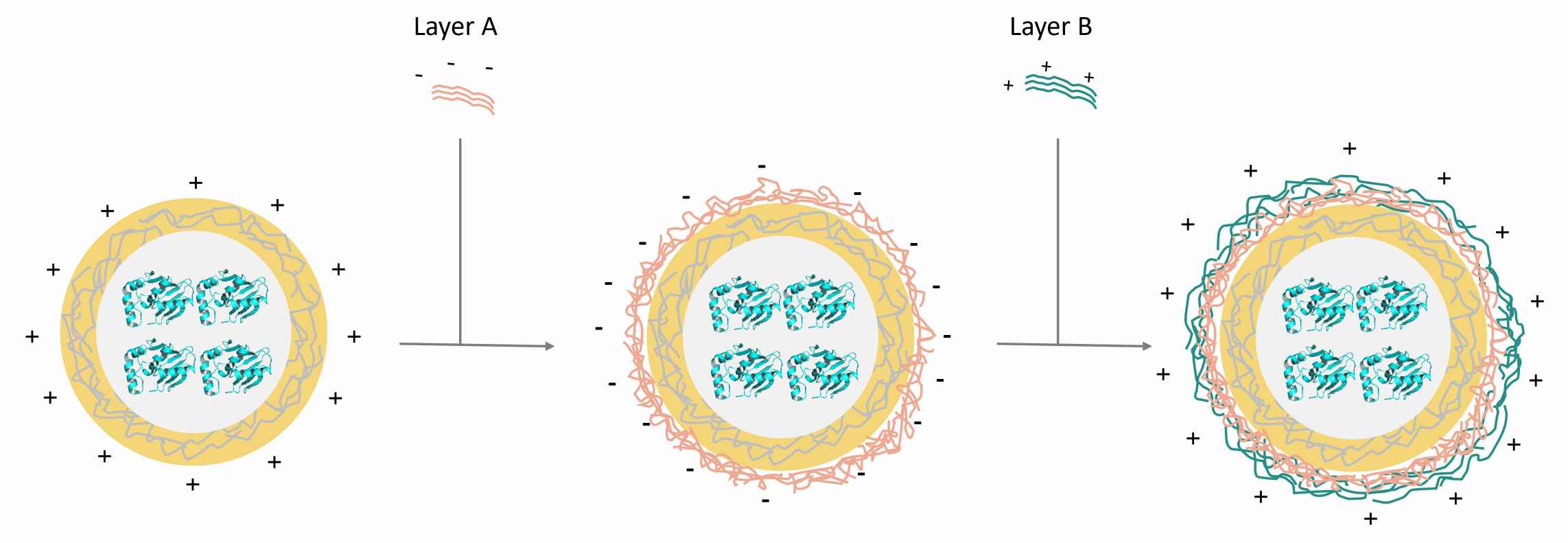 Preparation of protein nanocapsules by LBL method – CD Formulation