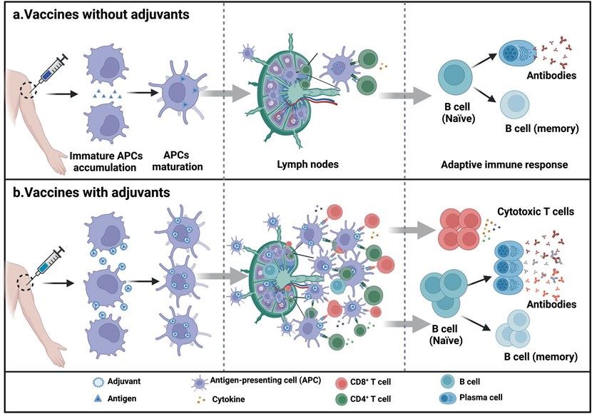 The role of adjuvants in vaccines