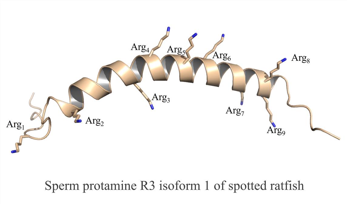 Self-assembly process of protamine & nucleic acids nanoparticles – CD Formulation