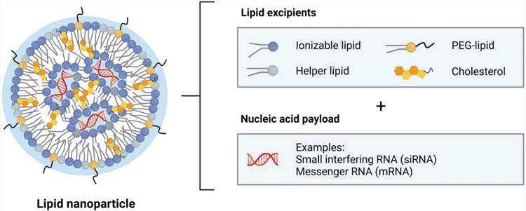 Structure of LNPs loaded with nucleic acids