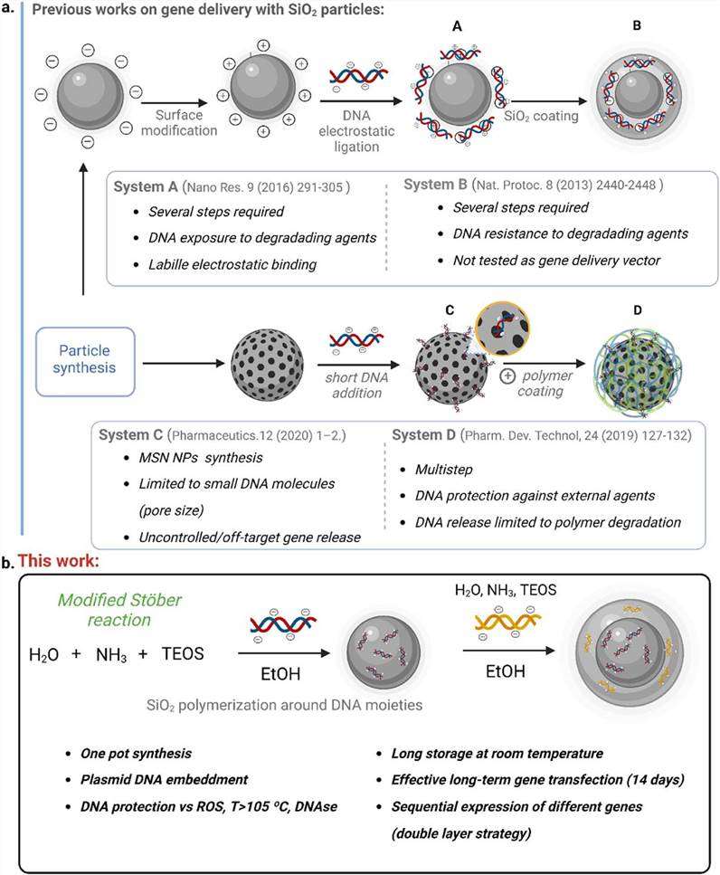 Different ways for SiNPs to deliver nucleic acids