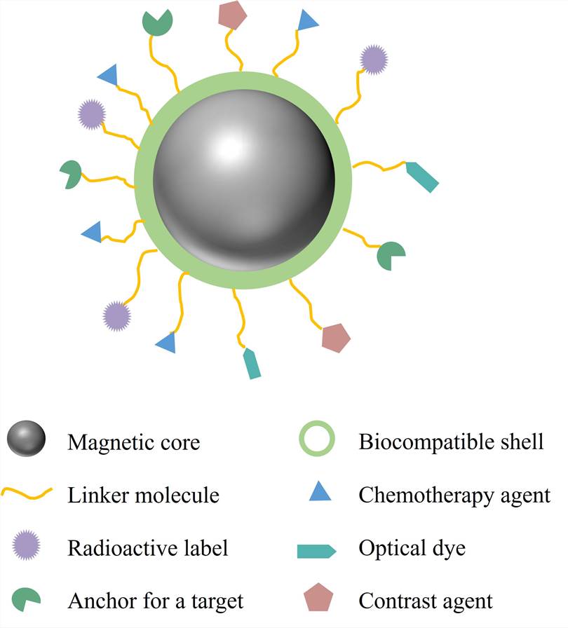 Schematic diagram of MNP synthesis and transfection for CRISPR/Cas9 plasmid delivery
