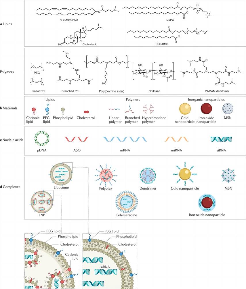 Nanoparticles and materials for nucleic acid delivery