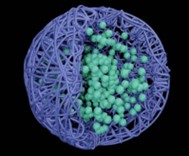 Polymer Nanocarriers