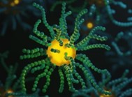 Metal Nanocarriers