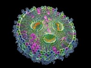 Lipid Nanocarriers