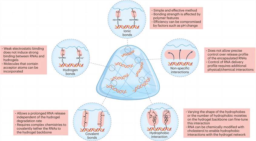Types of interactions between nucleic acids and hydrogel networks