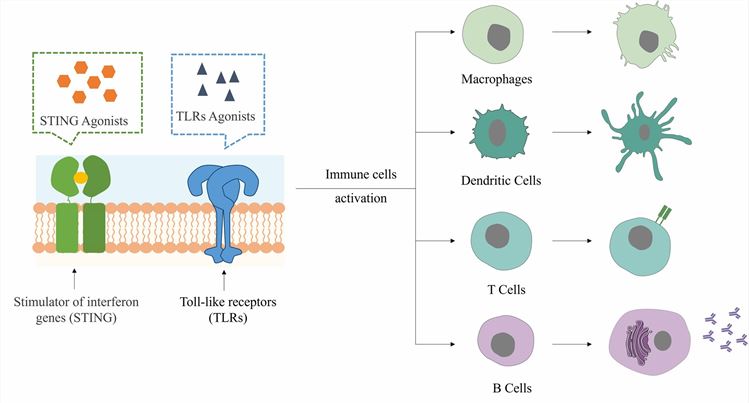 Immunostimulant Development for Vaccine Delivery – CD Formulation