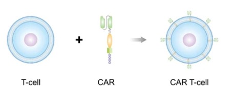 CAR-T Cell Therapy Development