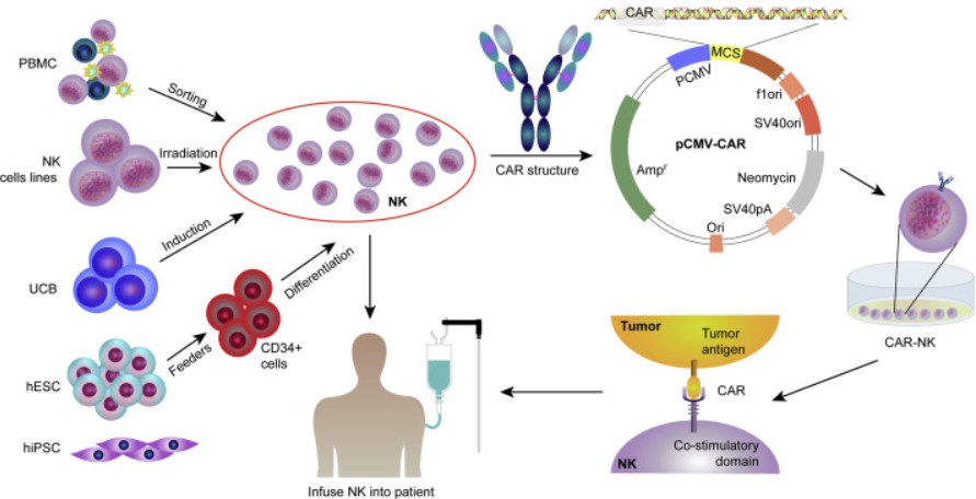 Fig.1. Sources and generation procedure of CAR-NK cells