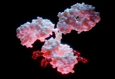 Antibody Drug In Vitro Efficacy Evaluation Services