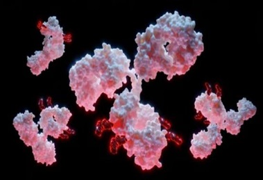 Antibody Drug In Vitro Efficacy Evaluation Services