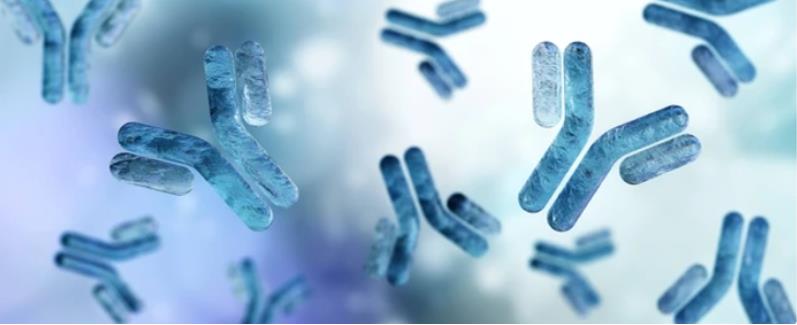 Antibody Preparation Services