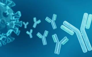 Antibody Preparation Services