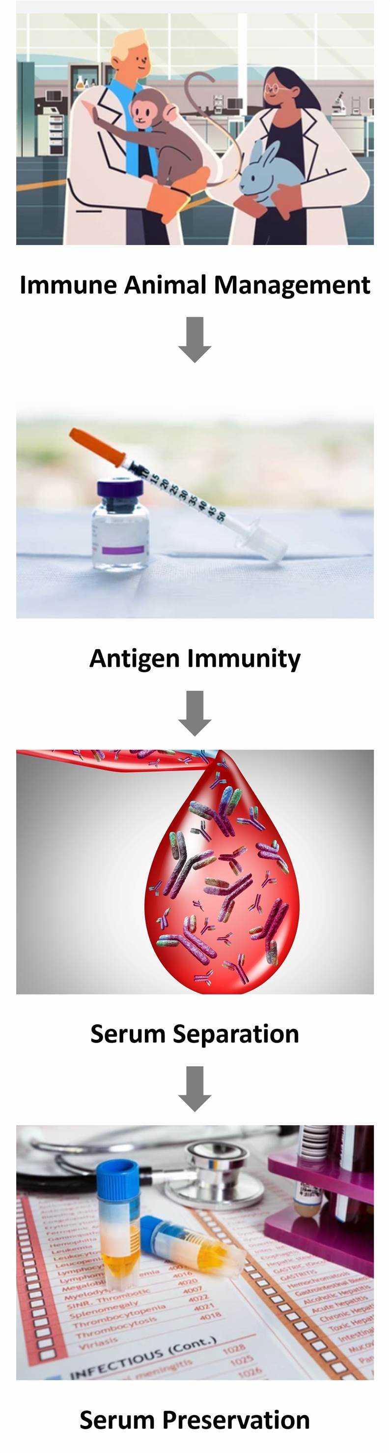 Antitoxin Serum Preparation Process at CD Formulation