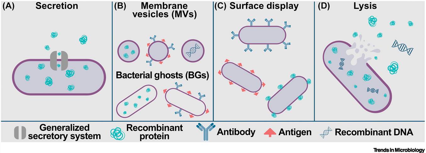 Bacterial-derived therapeutic delivery models