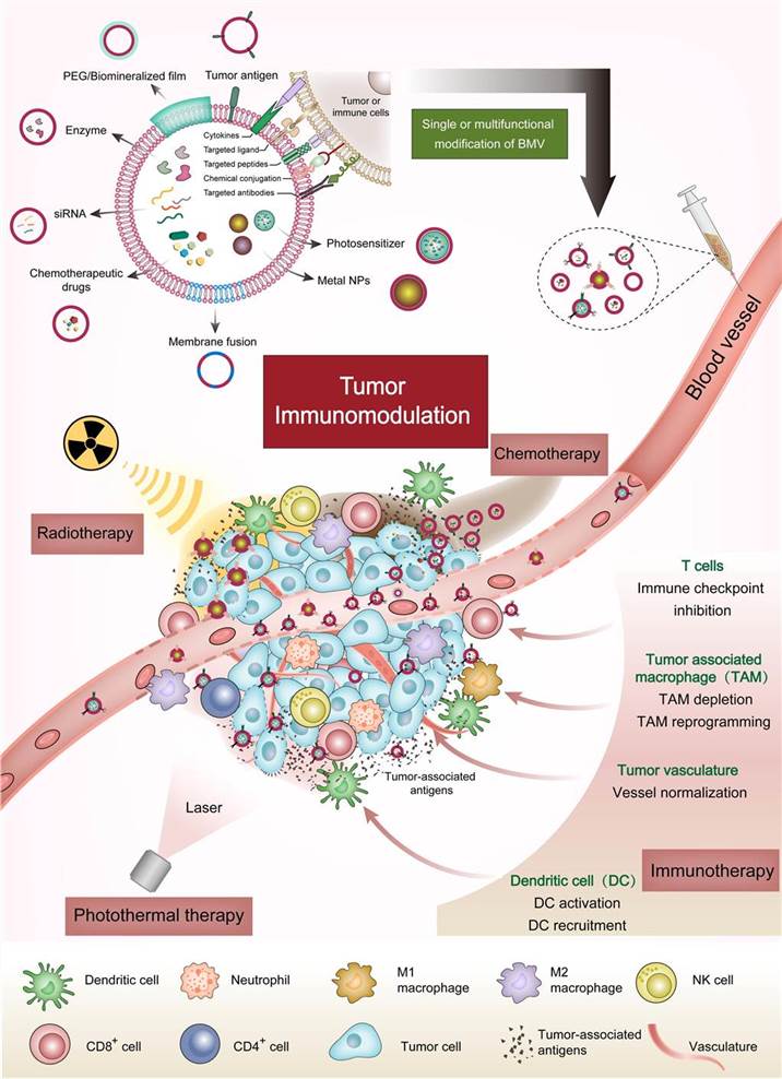 Application of BMVs in tumor therapy