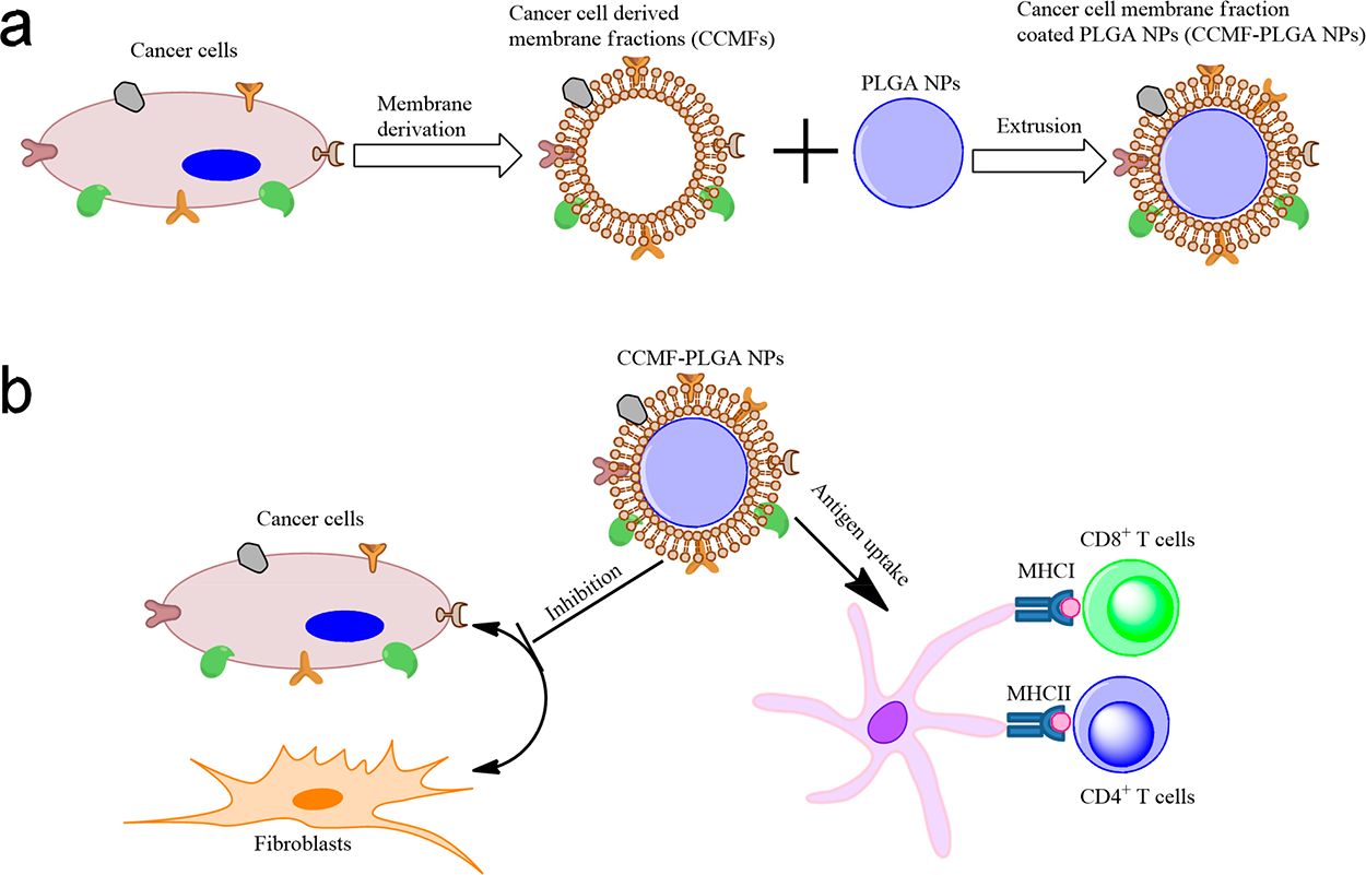 Preparation and mechanism of cancer cell membrane-coated nanoparticles