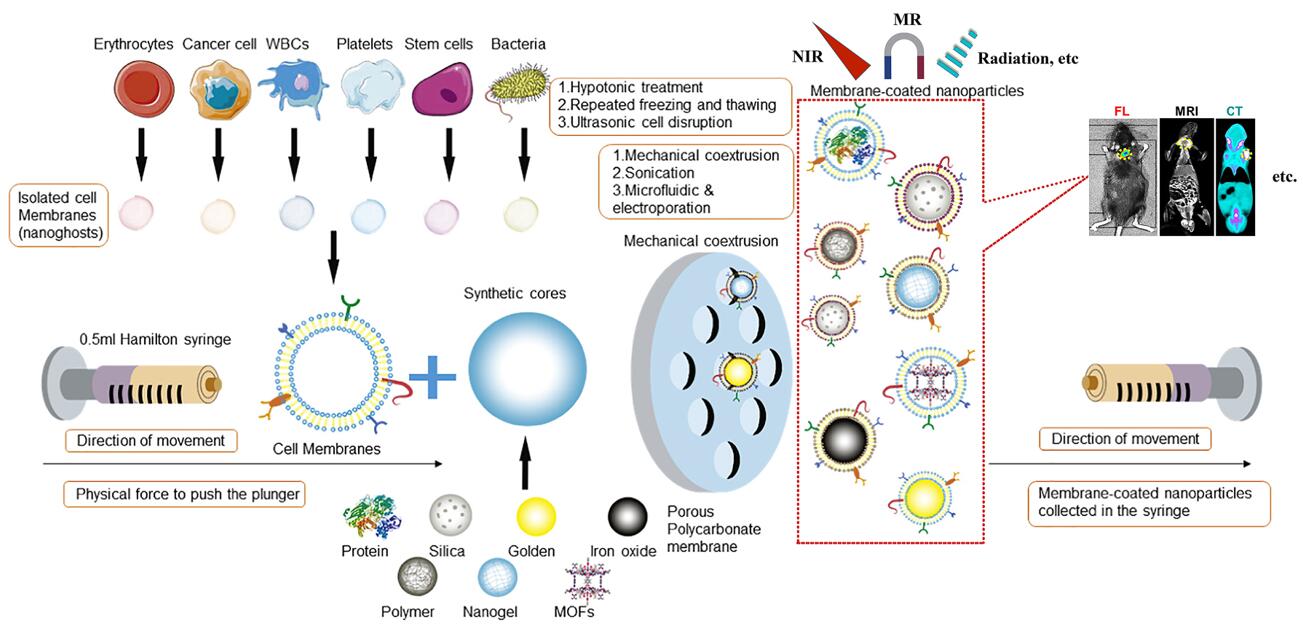 Physical co-extrusion method to develop biomimetic nanoparticles