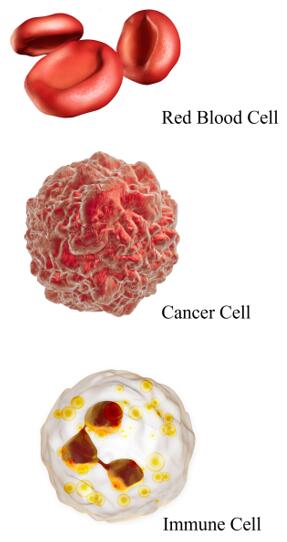 Types of cell membranes we can extract – CD Formulation