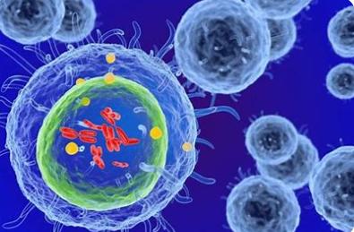 Cell Therapy Development
