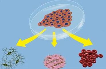 Cell Therapy Development