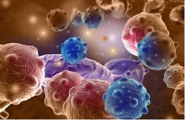Cell Therapy Development