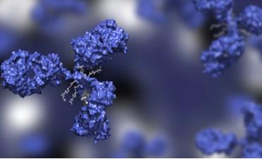 Customized Drug Conjugates Services