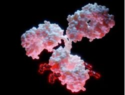Customized Drug Conjugates Services
