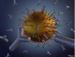 Customized Drug Conjugates Services