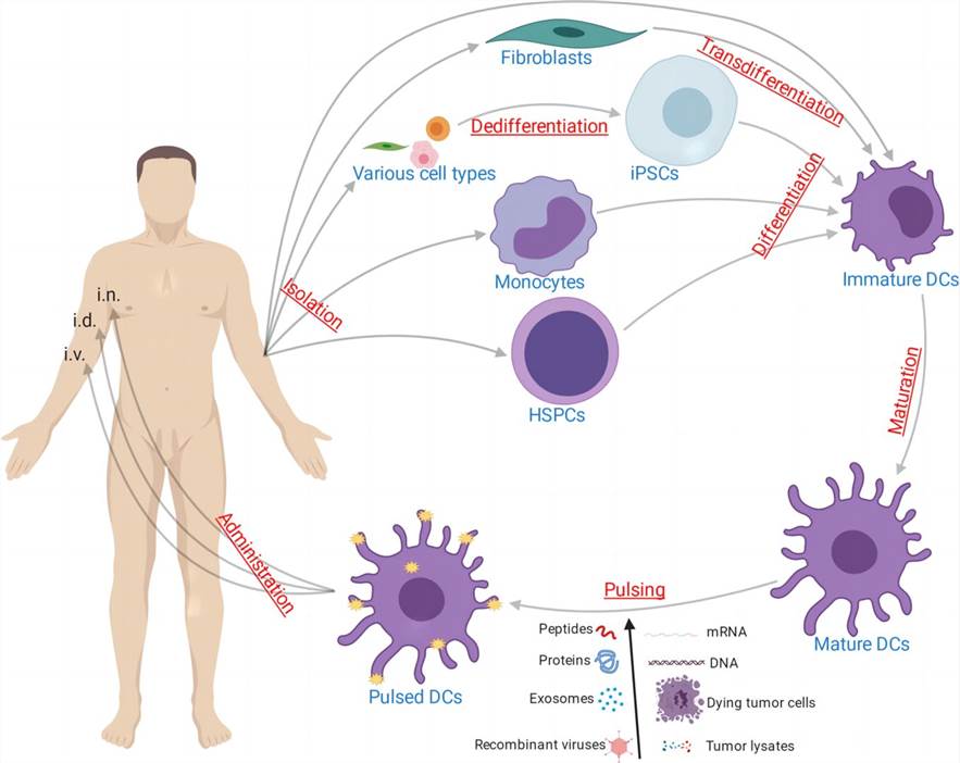 Cancer vaccine using ex vivo pulsed dendritic cells