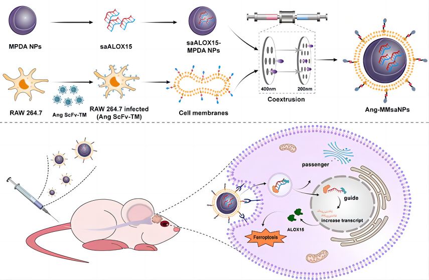 Preparation of macrophage membrane-camouflaged nanoparticles for saRNA delivery and their mechanism of inducing ferroptosis.