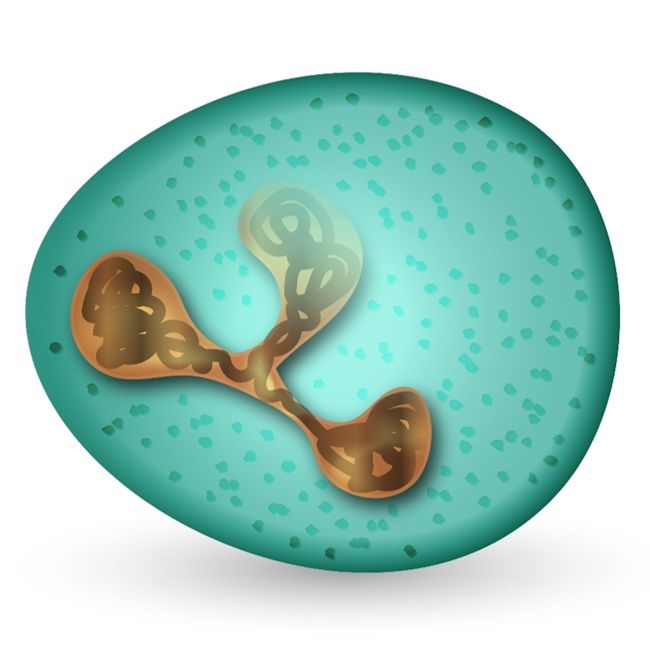 Neutrophil (NE)
