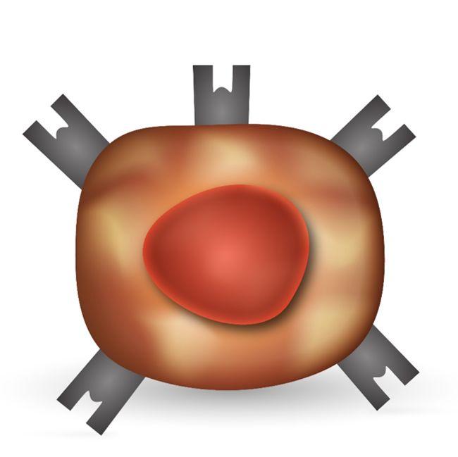 Macrophage