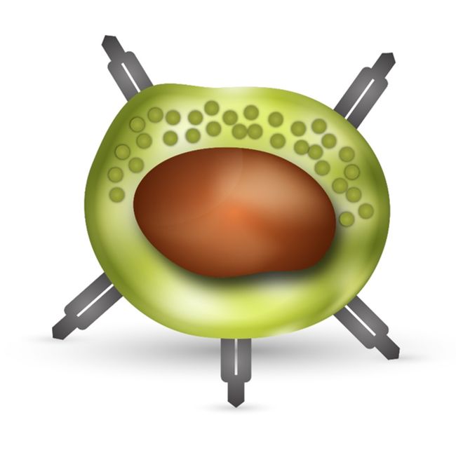T Cell